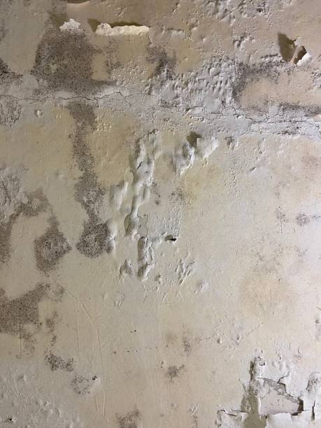 Best Professional Mold Removal  in Oberlin, KS