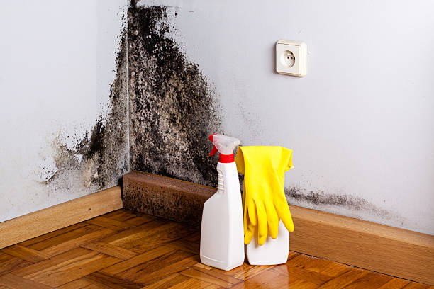 Best Mold Testing  in Oberlin, KS