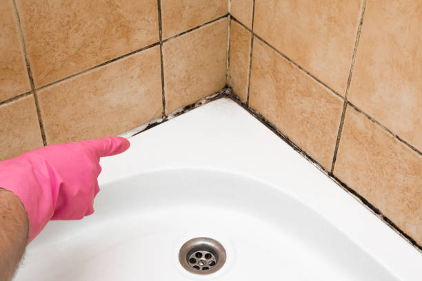 Trusted Oberlin, KS Mold Removal Experts