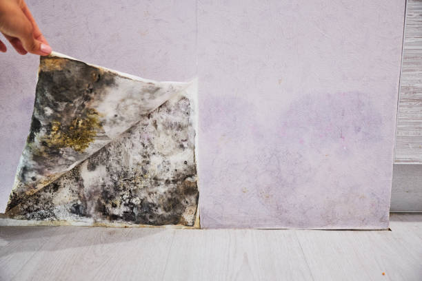 Best Mold Cleaning Services  in Oberlin, KS